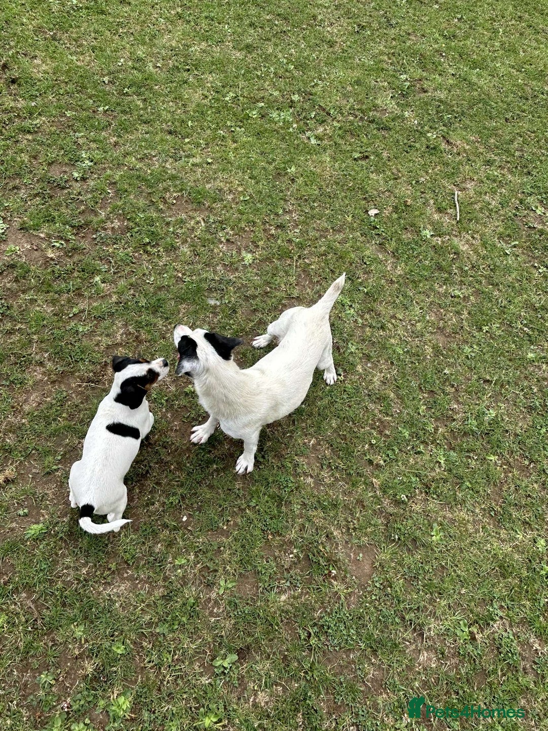 Mixed Breed dogs for sale: 1 make jackrussel cross cavalier  - Image 3