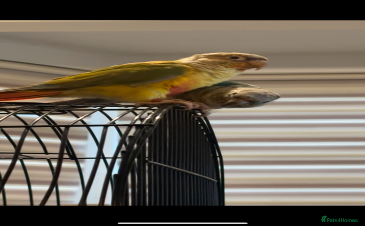 Conures birds - Advert 5
