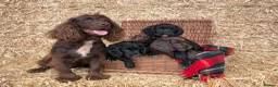 Cocker Spaniel dogs for sale: Working Cocker Spaniel Puppies  - Advert 11