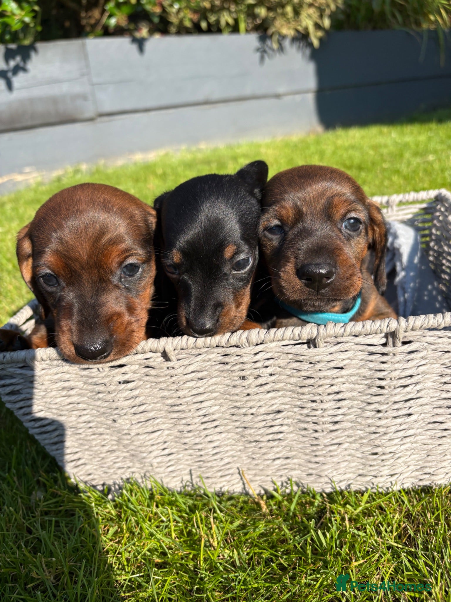 Miniature Dachshund dogs Adorable Miniature Dachshund Puppies - Advert 6