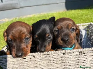 Miniature Dachshund dogs Adorable Miniature Dachshund Puppies - Advert 11
