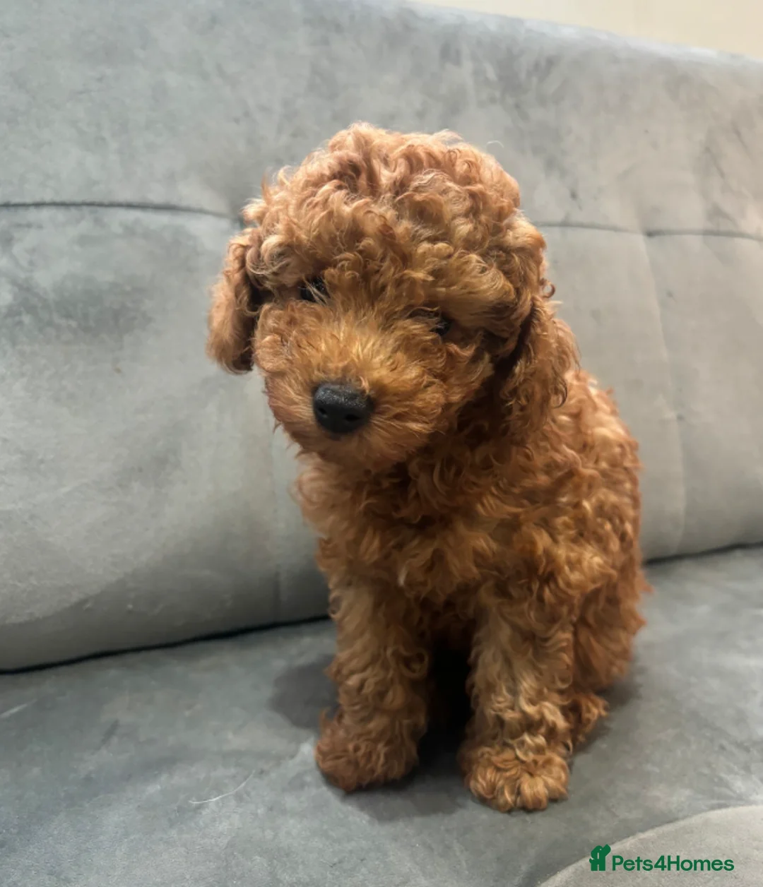Toy Poodle dogs for sale: Advanced Trained Toy Poodle  - Advert 2