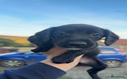 Mixed Breed dogs for sale: Lurcher x springer  - Image 3
