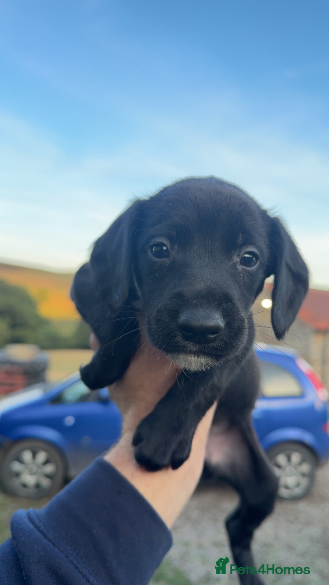 Mixed Breed dogs for sale: Lurcher x springer  - Image 3