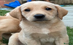 Labrador Retriever dogs for sale: 2 Beautiful female black lab READY TO LEAVE NOW!  in Tidworth - Image 11