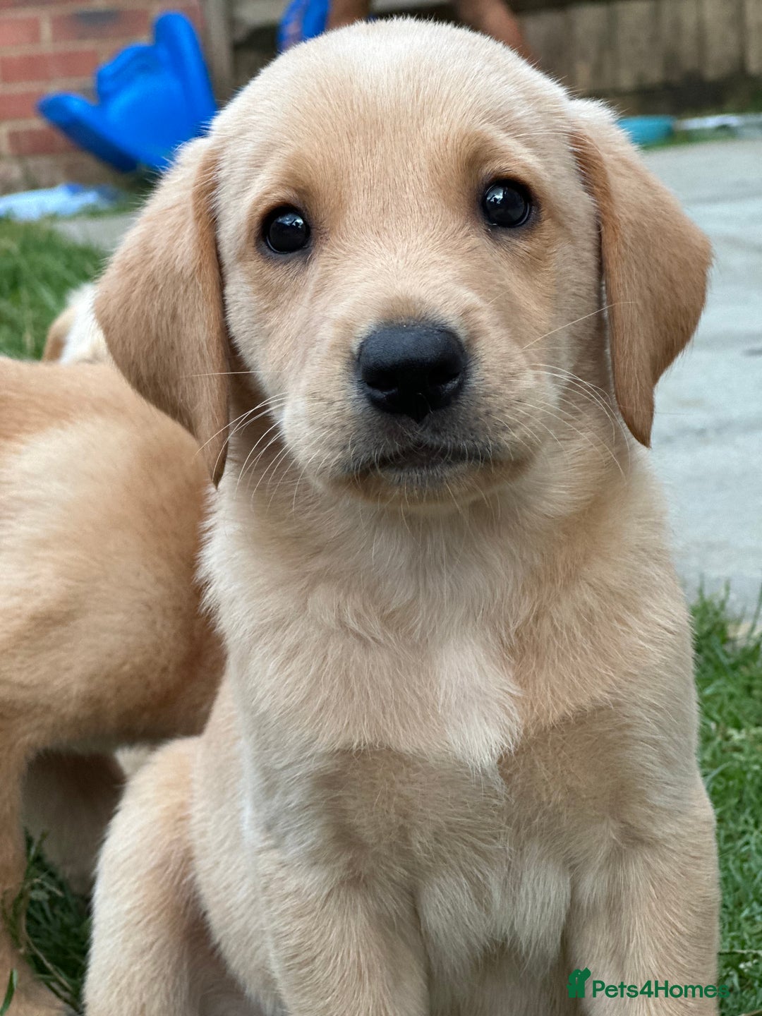 Labrador Retriever dogs for sale: 2 Beautiful female black lab READY TO LEAVE NOW!  in Tidworth - Image 11