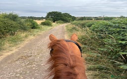 English Thoroughbred horses for sale: Chestnut Thoroughbred Mare - Image 6