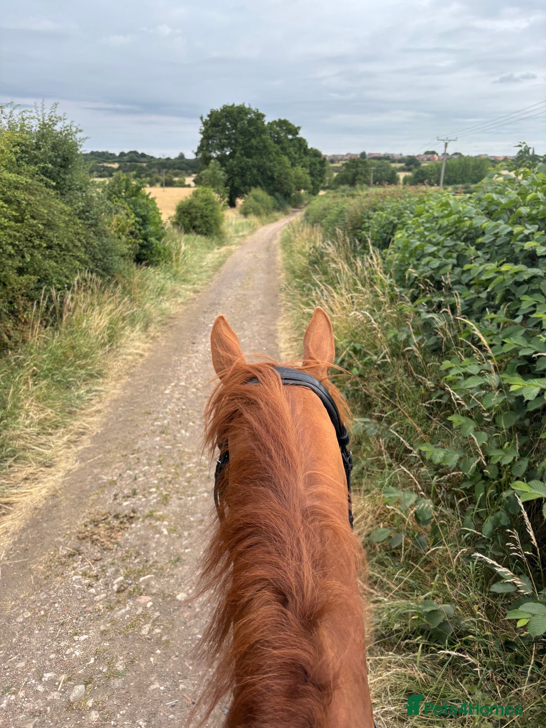 English Thoroughbred horses for sale: Chestnut Thoroughbred Mare - Image 6