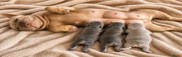 French Bulldog dogs for sale:  Unexpectedly Available – Voldemort - Advert 6