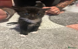Mixed Breed cats for sale: 5 gorgeous kittens for sale  - Image 11
