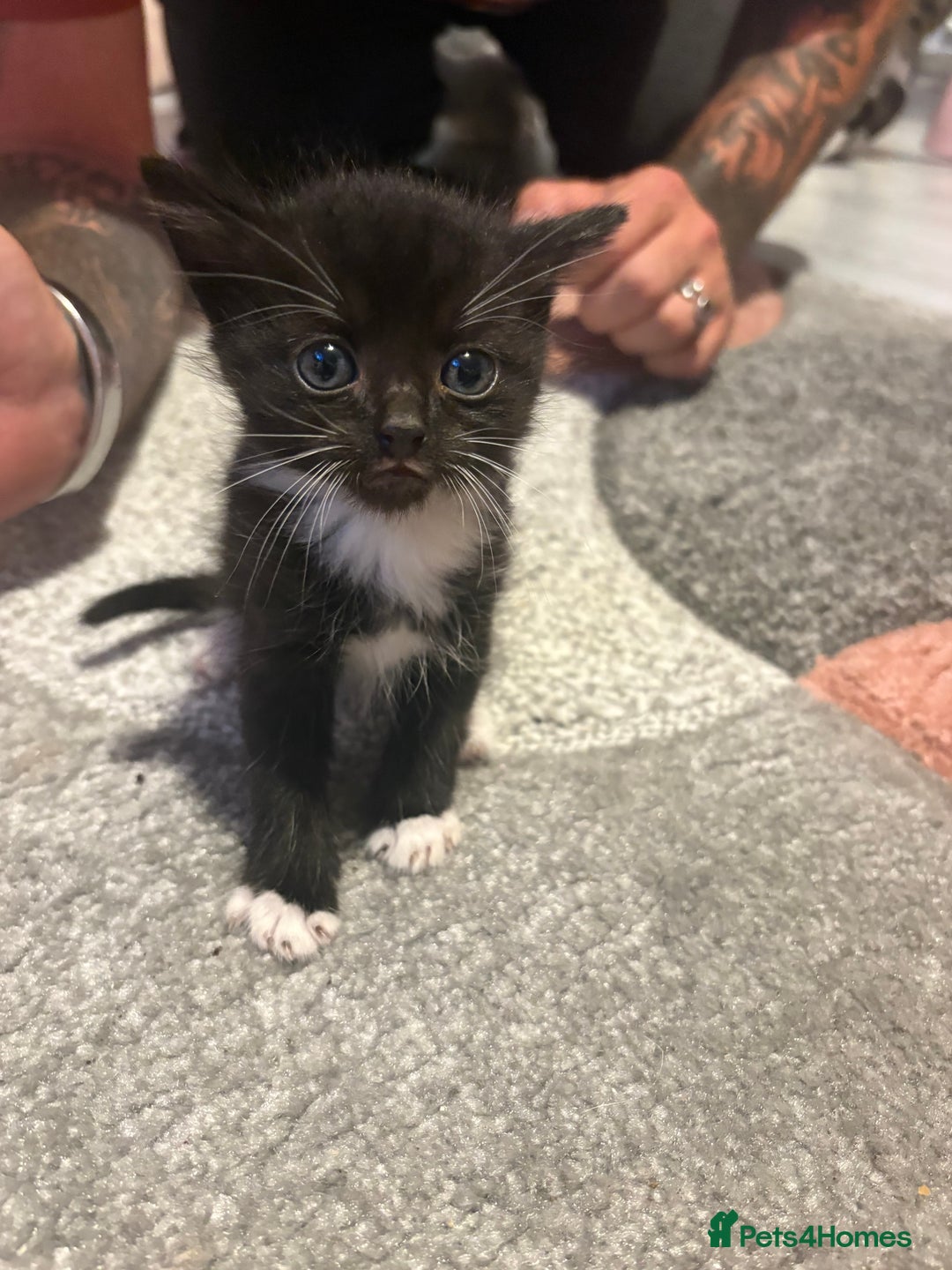 Mixed Breed cats for sale: 5 gorgeous kittens for sale  - Image 11