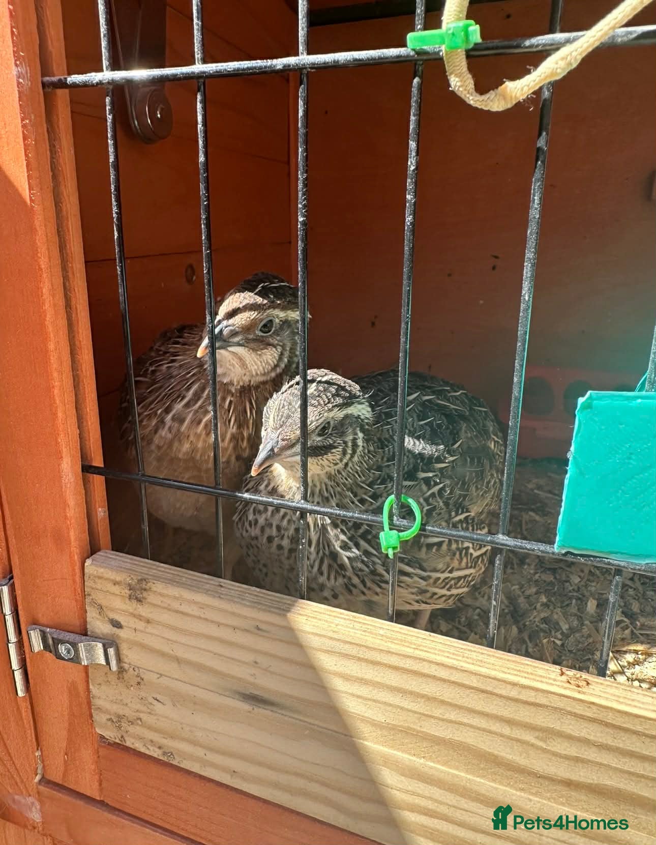 Quail poultry for sale: 12 COTURNIX QUAIL CHICKS  - Advert 2