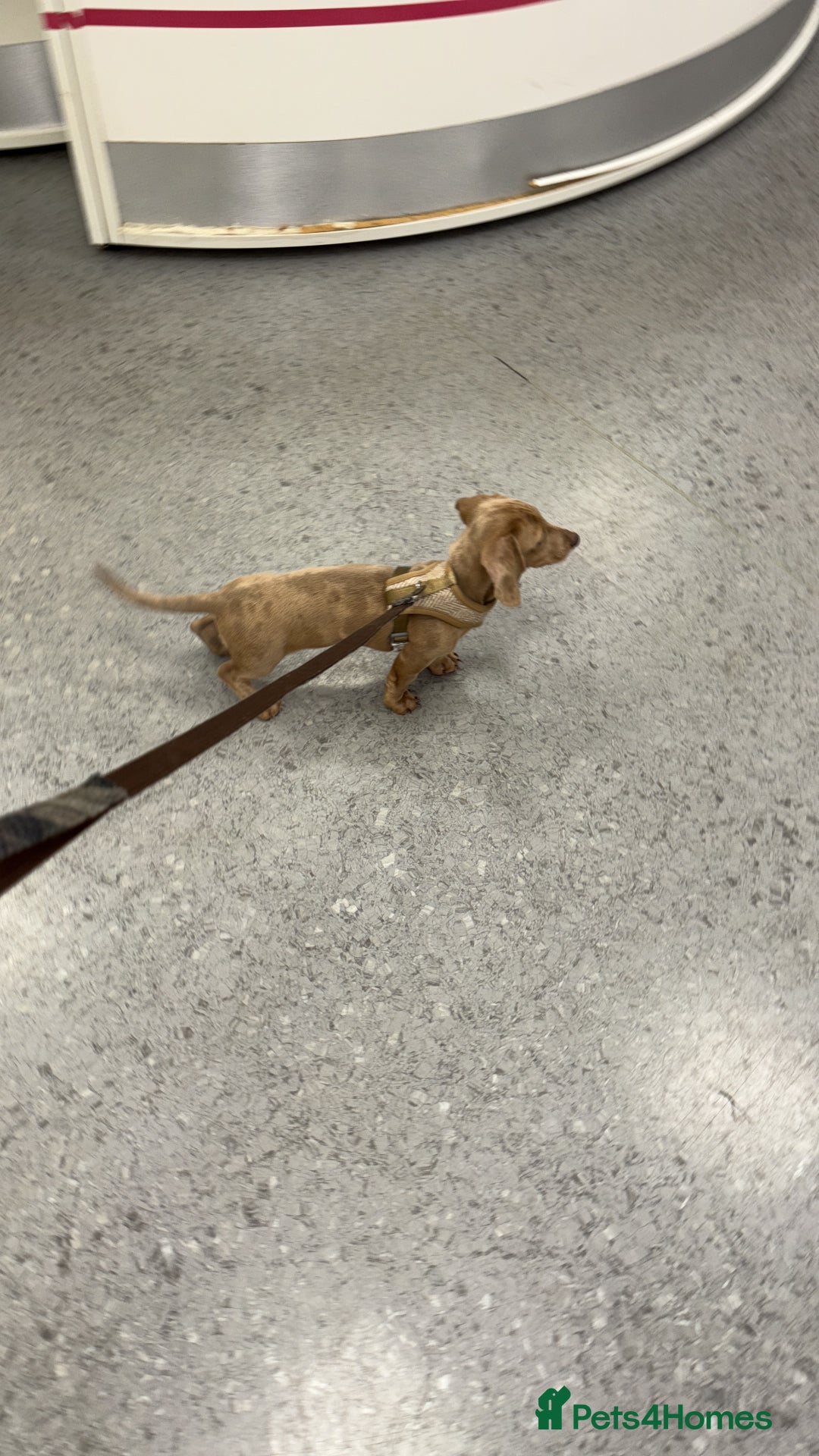 Miniature Dachshund dogs for sale: Maximus.  - Advert 2