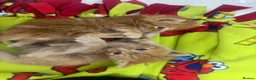 Domestic Shorthair cats for sale: 6 gorgeous kittens looking for loving home - Advert 12