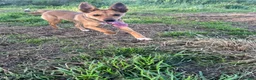 Mixed Breed dogs for sale: 8month old pup  - Advert 2