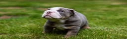English Bulldog dogs for sale: English Bulldog Puppies  - Advert 4