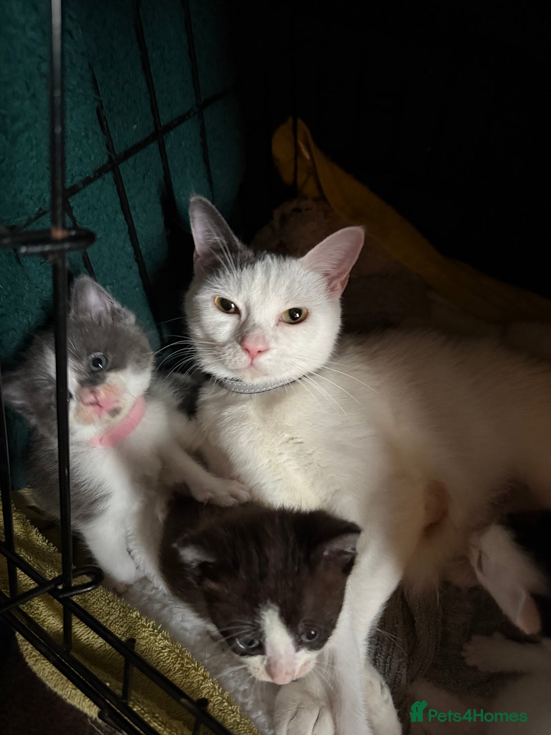 Domestic Shorthair cats for sale: 2x female domestic shorthair kittens - Image 8