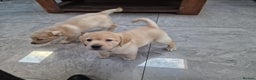 Labrador Retriever dogs for sale: Labrador very cute and playful puppies  - Advert 13