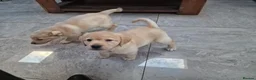 Labrador Retriever dogs for sale: Labrador very cute and playful puppies  - Advert 14