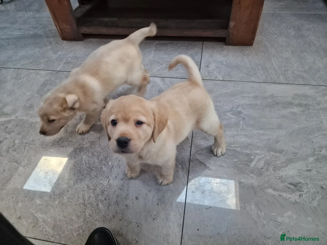 Labrador Retriever dogs for sale: Labrador very cute and playful puppies  - Advert 14
