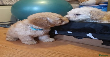 Maltipoo dogs - Advert 4