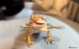 Bearded Dragon reptiles for sale: Ranking dragon  - Image 1