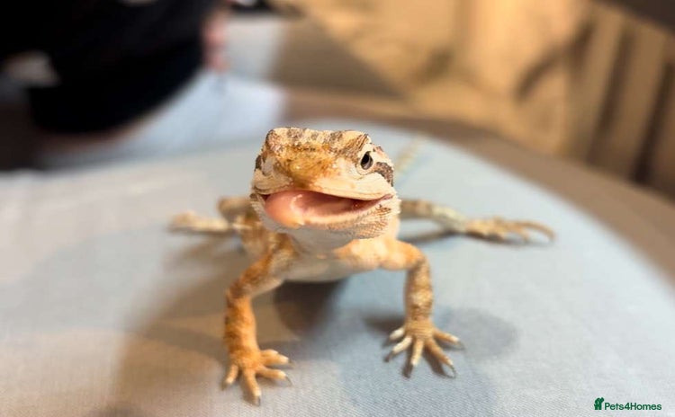 Bearded Dragon reptiles - Advert 2