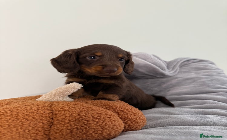Miniature Dachshund dogs - Advert 15