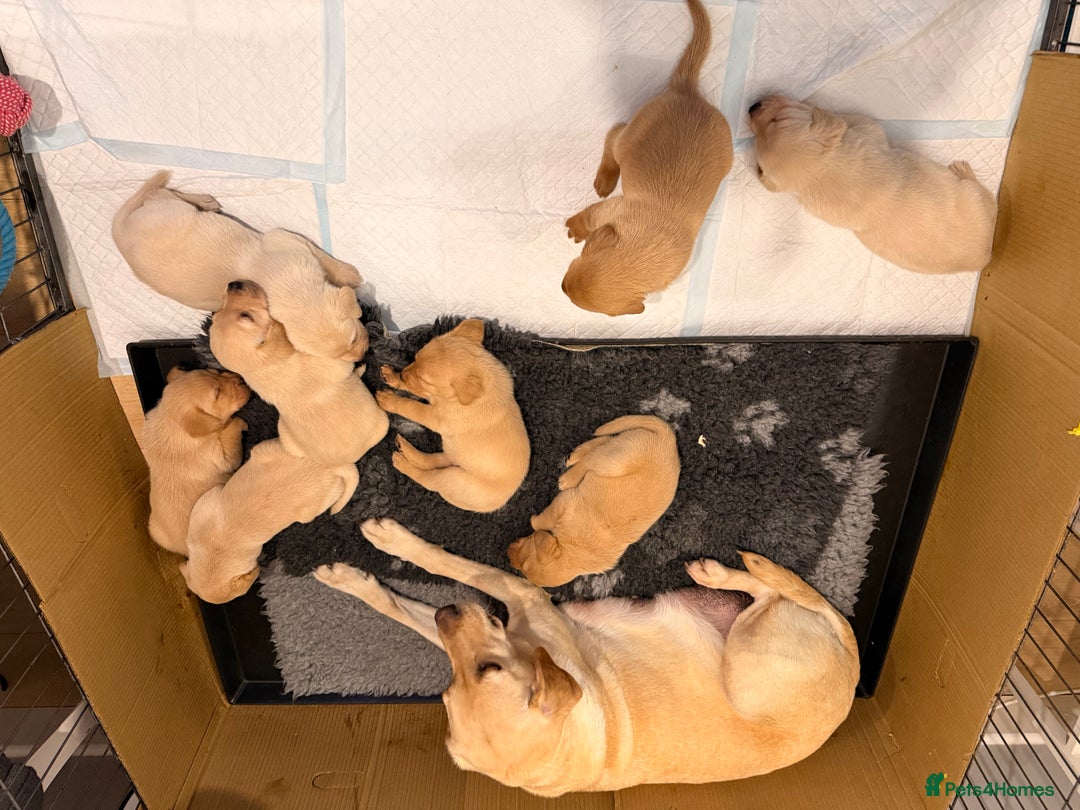 Labrador Retriever dogs for sale: Stunning Labrador puppies  - Advert 8