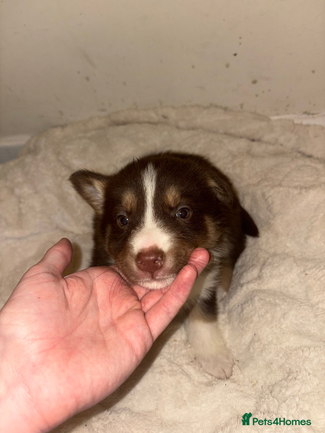 Mixed Breed dogs for sale: Beautiful Husky x Australian Shepherd Puppies - Advert 11