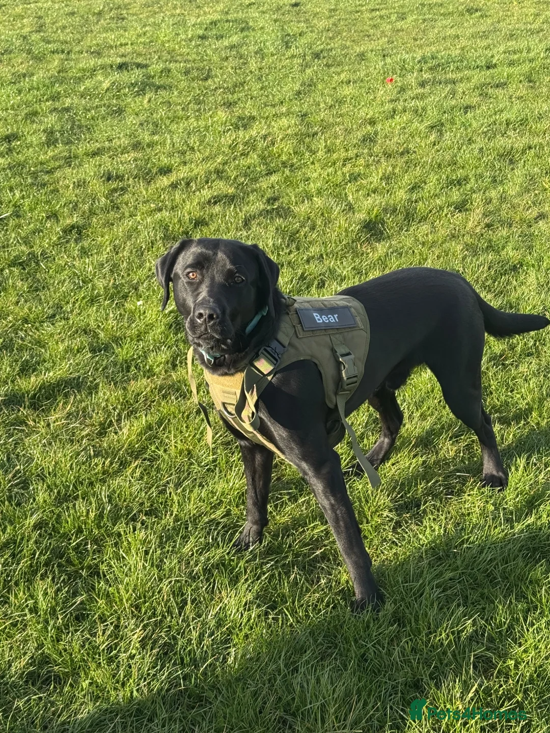 Labrador Retriever dogs for adoption: Rehome  in Houghton le Spring - Advert 4