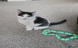 Minskin cats for sale: Two female kittens  - Image 3