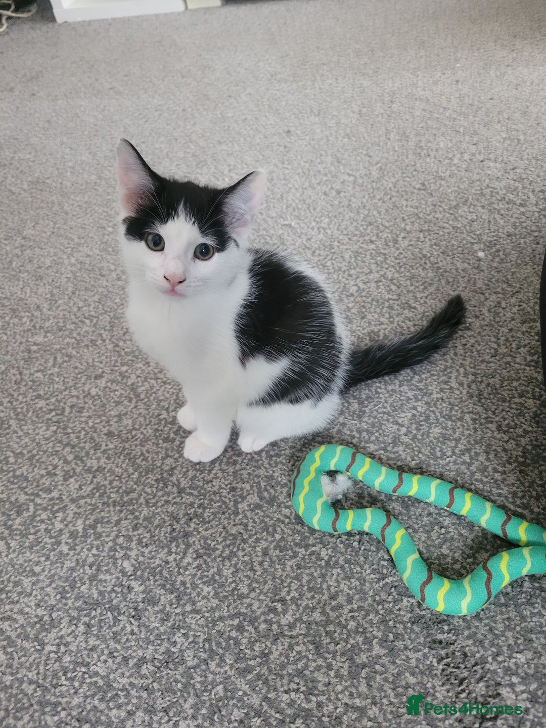 Minskin cats for sale: Two female kittens  - Image 3