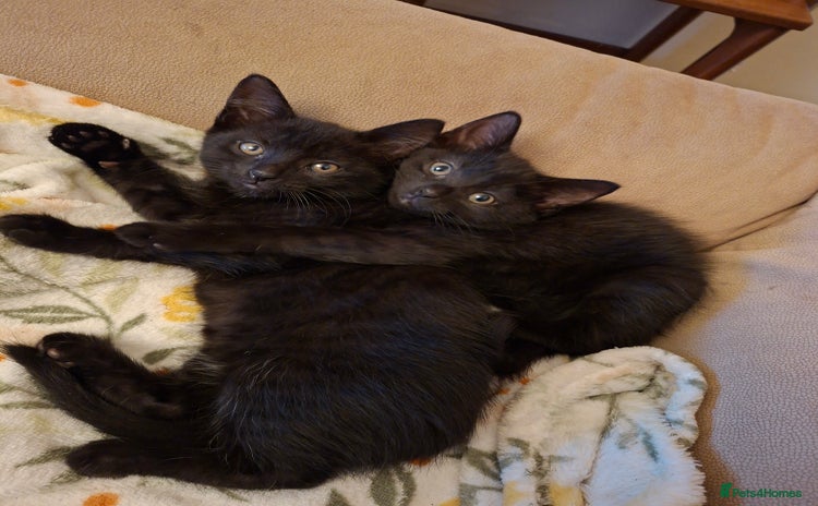 Mixed Breed cats - Advert 16