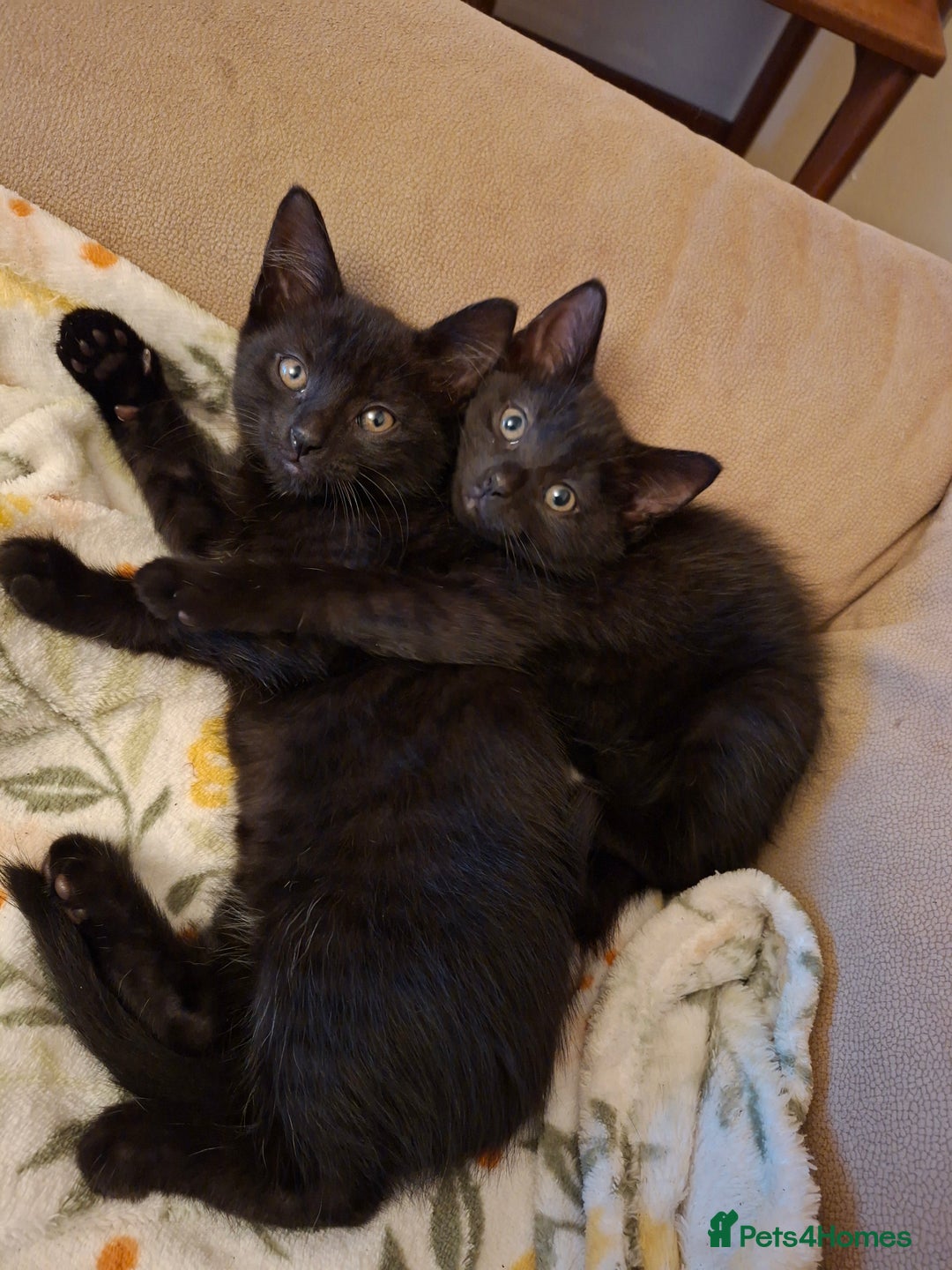 Mixed Breed cats for sale: Female black kitten looking for her forever home - Image 1