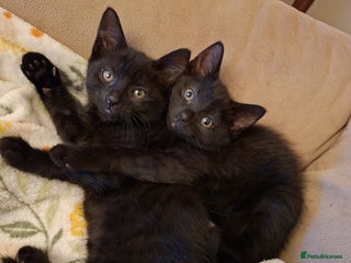 Mixed Breed cats - Advert 16