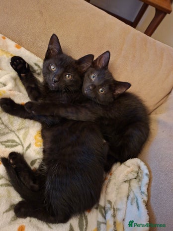 Mixed Breed cats - Advert 7