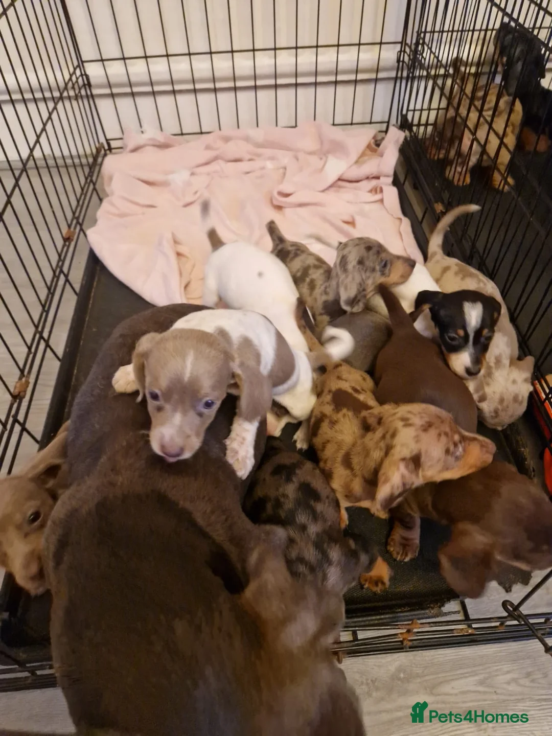 Miniature Dachshund dogs for stud: Chocolate tweed dapple mini daxy VERY EXPERIENCED in Bolton - Advert 11