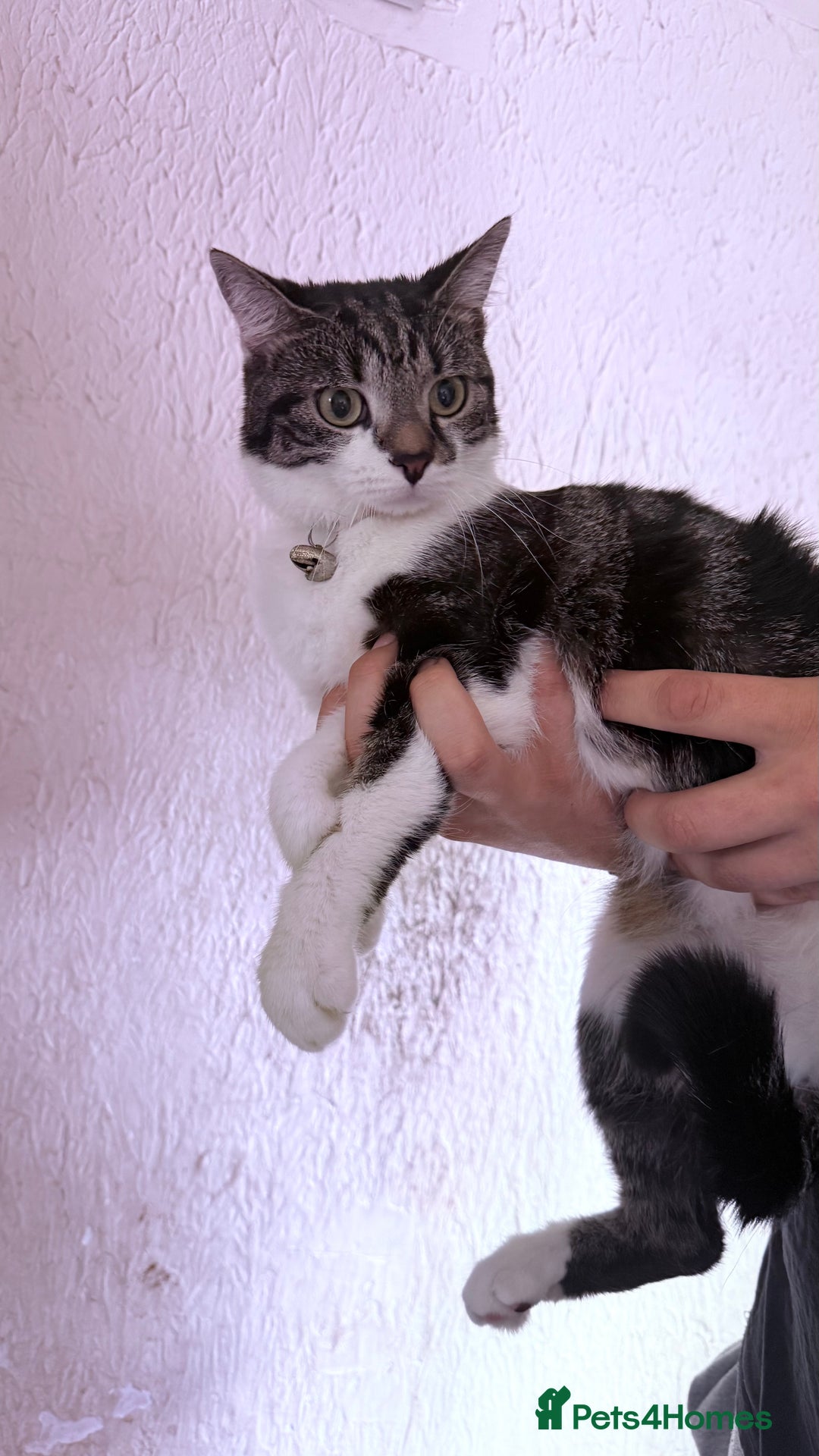 Domestic Shorthair cats for sale: 3 cats looking to be re homed  - Image 4