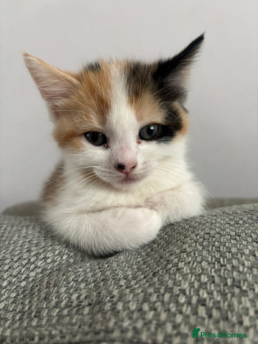 Mixed Breed cats for sale: 4 beautiful kittens ready for new home  - Advert 14
