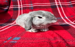 Mini Lop rabbits for sale: Mini lop mixed litter looking for forever homes  - Image 3