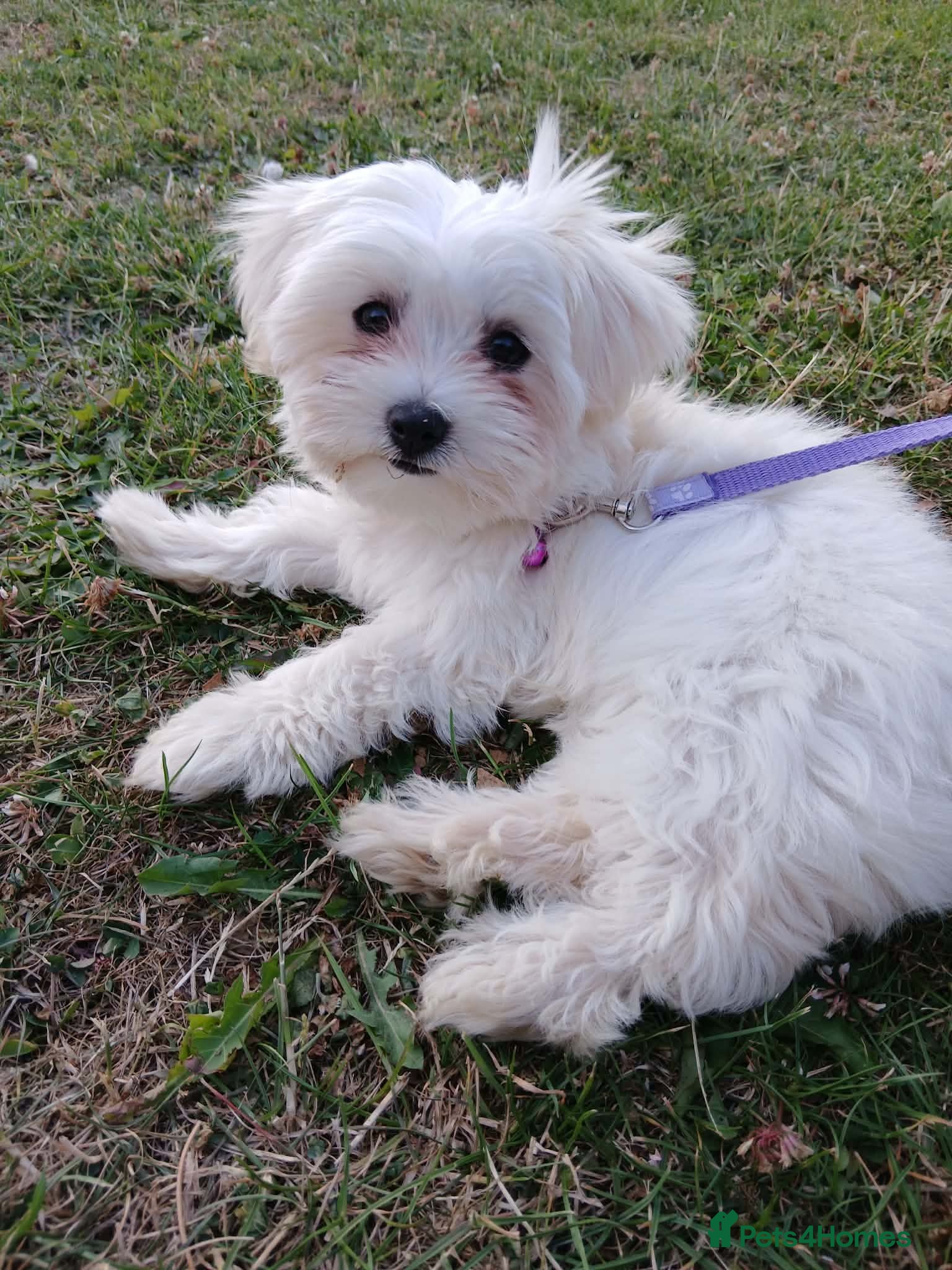 Bichon Frise dogs Puppy female bichon frise - Advert 4