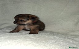 Mixed Breed dogs for sale: Yorkshire Terrier x Pomeranian Puppys - Advert 15