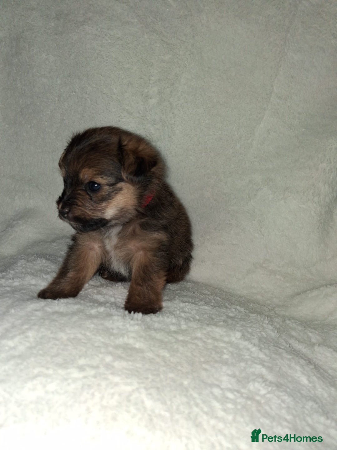 Mixed Breed dogs for sale: Yorkshire Terrier x Pomeranian Puppys - Advert 15