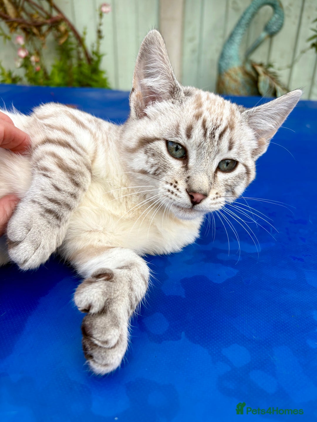 Keetso cats for sale: Superb rare polydactyl curled eared Keetso female  - Advert 4