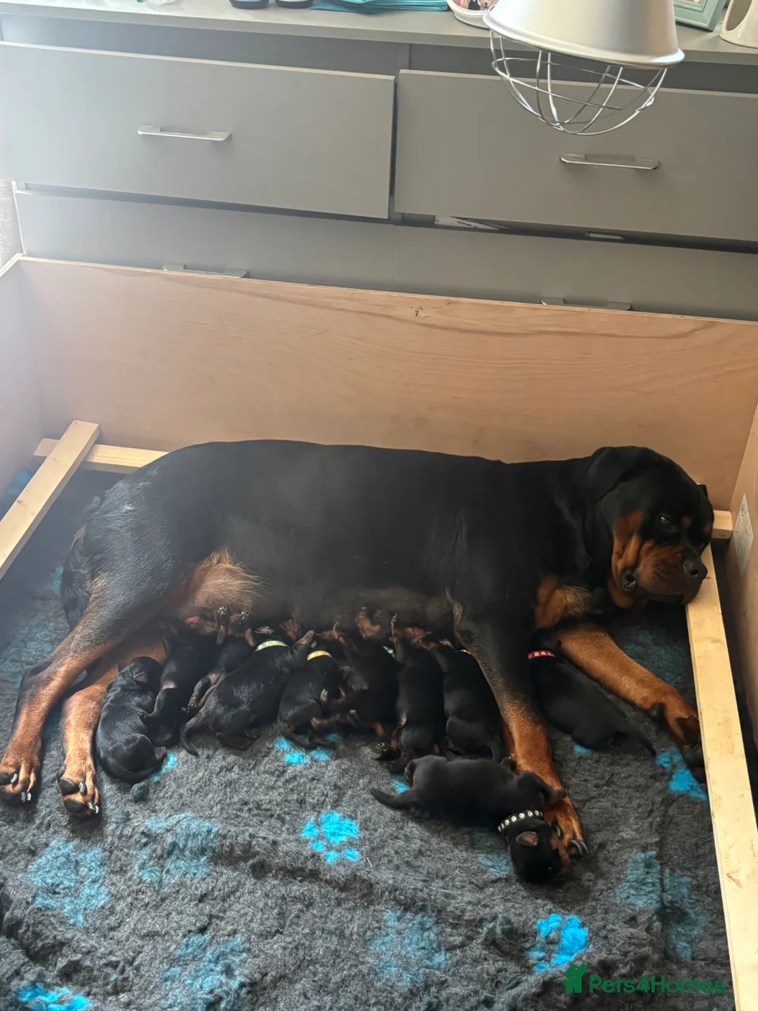 Rottweiler dogs for sale: ELITE KC REGISTERED, GERMAN ROTTWEILER PUPPIES  in Cullompton - Advert 5
