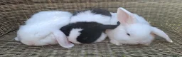 Mini Lop rabbits for sale: Bundles of fluff ready to be reserved  - Advert 9