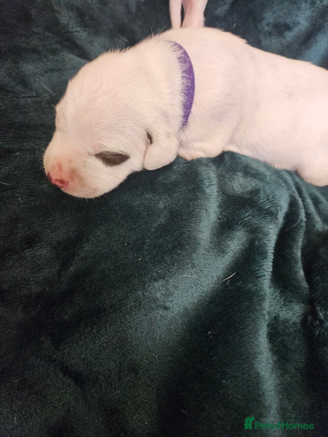 Dalmatian dogs for sale: 8 KC Dalmatian puppies  - Image 12