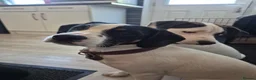 Mixed Breed dogs for sale: Cupcake and Rocco - Advert 3