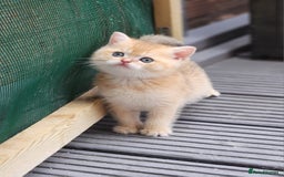 British Shorthair cats for sale: Tica reg Golden Shaded British shorthair kittens. - Image 3